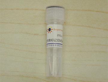 生物素标记EMSA探针－AP1 (0.2μM)